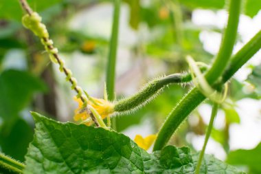 Serada taze dikenli küçük salatalık.