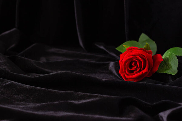 Red rose on a black background, free space for text.