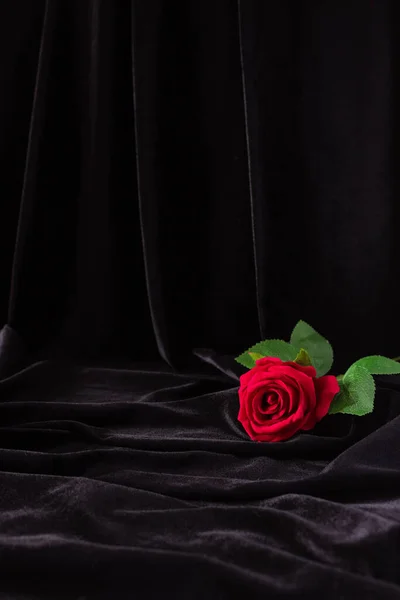 Червона Троянда Чорному Тлі Вільне Місце Тексту — стокове фото