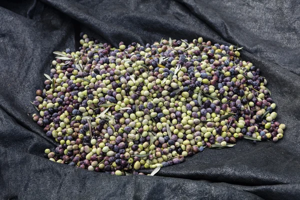 Урожай оливок, оливок разных цветов и оливковых листьев . — стоковое фото