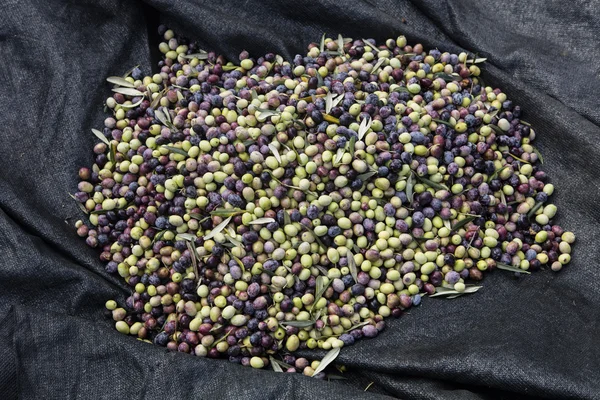 Урожай оливок, оливок разных цветов и оливковых листьев . — стоковое фото