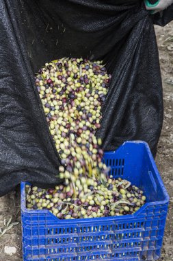 Yeni aldım farklı renkler ve Zeytin Zeytin Zeytin hasat yapraklar.