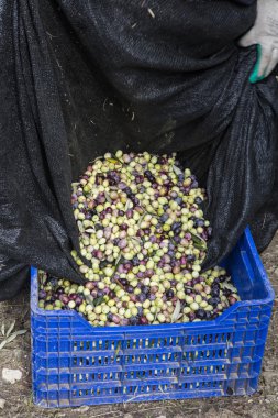 Yeni aldım farklı renkler ve Zeytin Zeytin Zeytin hasat yapraklar.