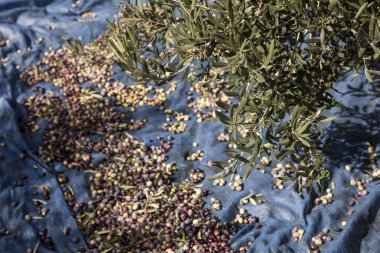Yeni aldım farklı renkler ve Zeytin Zeytin Zeytin hasat yapraklar.