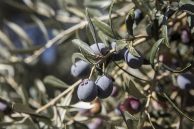 Yeni aldım farklı renkler ve Zeytin Zeytin Zeytin hasat yapraklar.