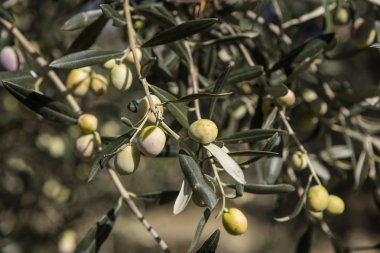 Yeni aldım farklı renkler ve Zeytin Zeytin Zeytin hasat yapraklar.