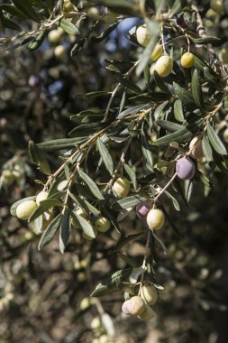 Yeni aldım farklı renkler ve Zeytin Zeytin Zeytin hasat yapraklar.