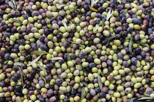 Olive harvest, newly picked olives of different colors and olive leafs. — Stock Photo, Image