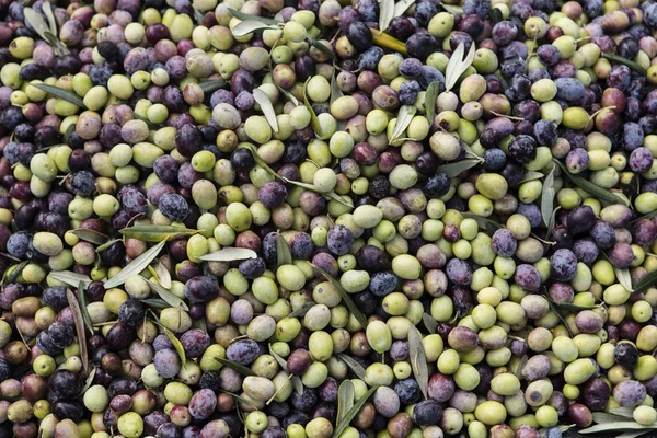 Olive harvest, newly picked olives of different colors and olive leafs. — Stock Photo, Image