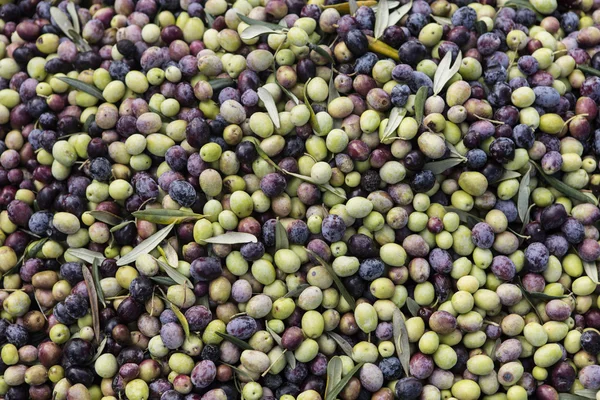 Olive harvest, newly picked olives of different colors and olive leafs. — Stock Photo, Image