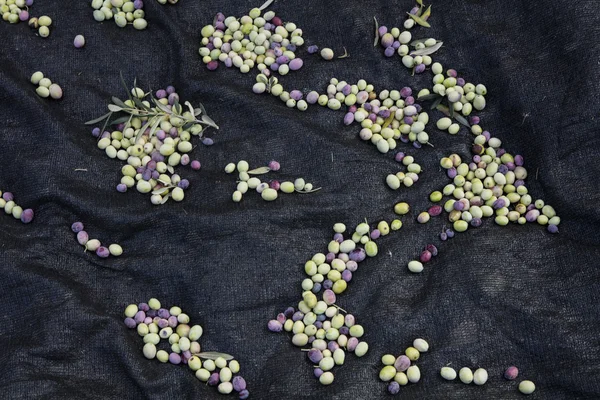 Olive harvest, newly picked olives of different colors and olive leafs. — Stock Photo, Image