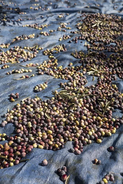 Olive harvest, newly picked olives of different colors and olive leafs. — Stock Photo, Image