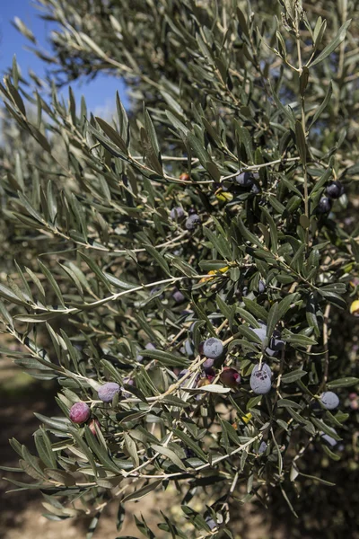 Olive harvest, newly picked olives of different colors and olive leafs. — Stock Photo, Image