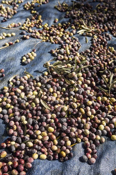 Olive harvest, newly picked olives of different colors and olive leafs. — Stock Photo, Image