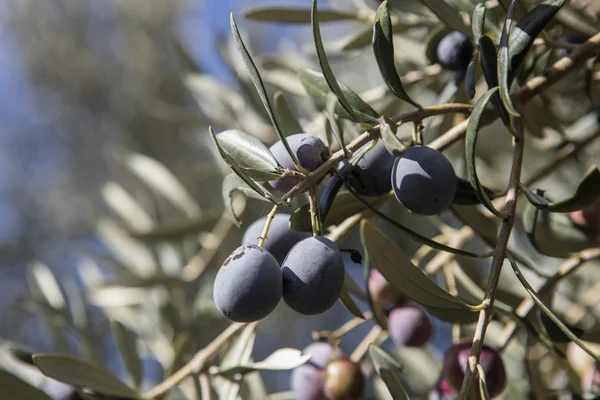 Cosecha de aceitunas, aceitunas recién recogidas de diferentes colores y hojas de aceituna . —  Fotos de Stock