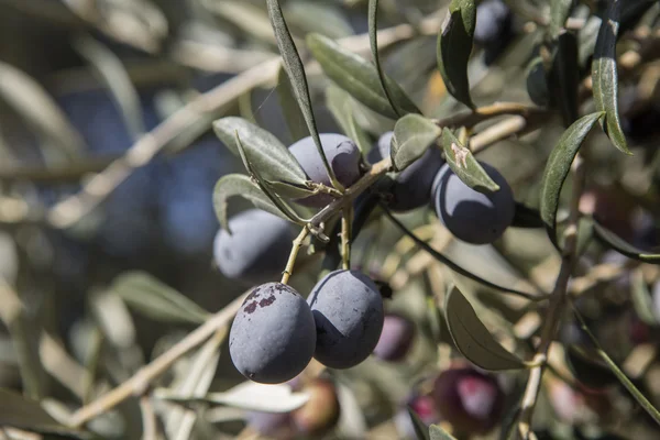 Cosecha de aceitunas, aceitunas recién recogidas de diferentes colores y hojas de aceituna . —  Fotos de Stock