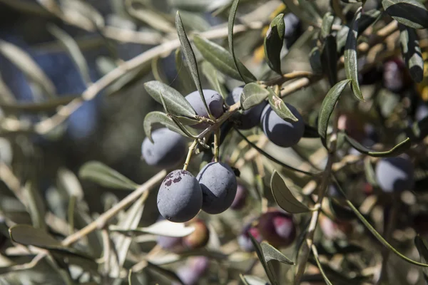 Olive harvest, newly picked olives of different colors and olive leafs. — Stock Photo, Image