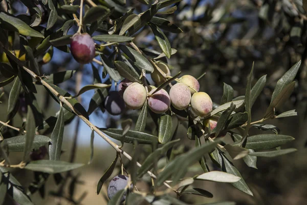 Cosecha de aceitunas, aceitunas recién recogidas de diferentes colores y hojas de aceituna . —  Fotos de Stock