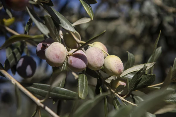 Olive harvest, newly picked olives of different colors and olive leafs. — Stock Photo, Image