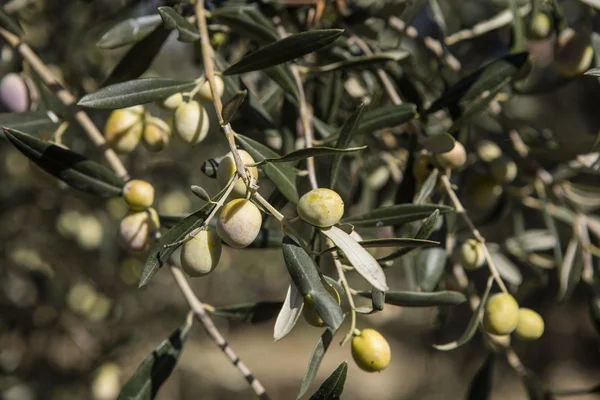 Cosecha de aceitunas, aceitunas recién recogidas de diferentes colores y hojas de aceituna . —  Fotos de Stock