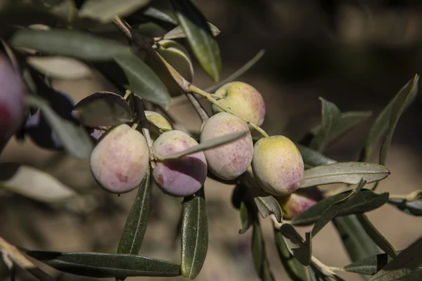 Olive harvest, newly picked olives of different colors and olive leafs. — Stock Photo, Image