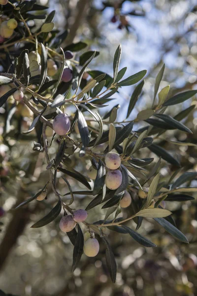 Cosecha de aceitunas, aceitunas recién recogidas de diferentes colores y hojas de aceituna . —  Fotos de Stock