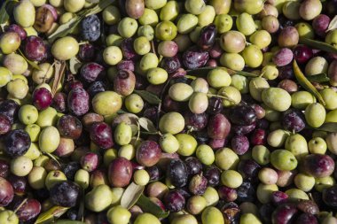 Yeni aldım farklı renkler ve Zeytin Zeytin Zeytin hasat yapraklar.