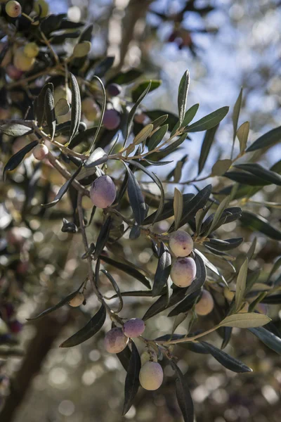 Cosecha de aceitunas, aceitunas recién recogidas de diferentes colores y hojas de aceituna . —  Fotos de Stock