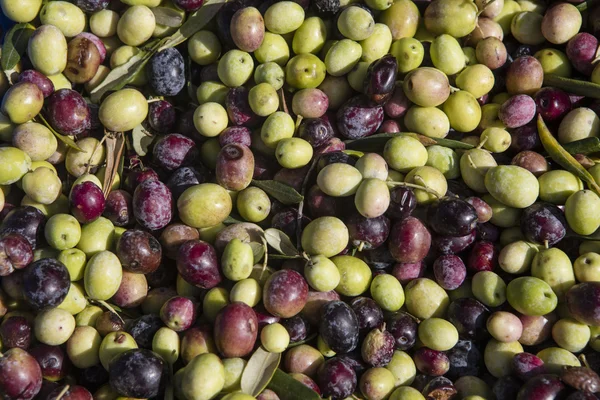 Cosecha de aceitunas, aceitunas recién recogidas de diferentes colores y hojas de aceituna . — Foto de Stock