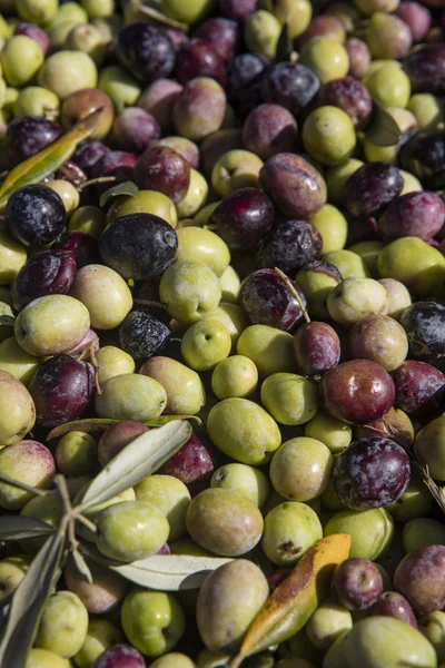 Olive harvest, newly picked olives of different colors and olive leafs. — Stock Photo, Image