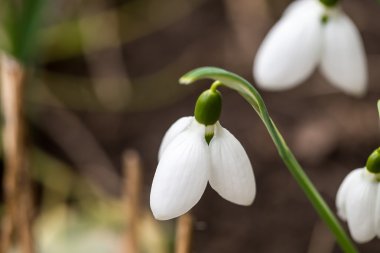 Güzel bahar çiçek açan çiçekler.