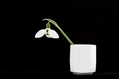 Seramik tencerede güzel bahar çiçek.