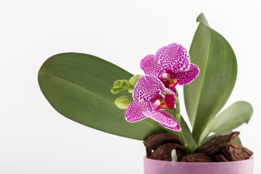 Seramik tencerede güzel ev çiçekleri.