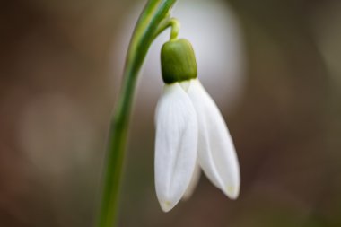 Güzel bahar çiçek açan çiçek.