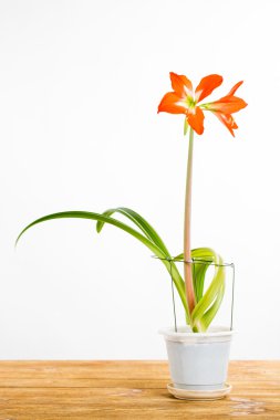 Seramik tencerede güzel eve çiçek.