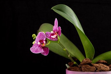 Seramik tencerede güzel ev çiçekleri.