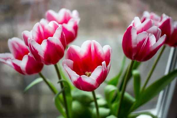 Schöne rote Tulpen. — Stockfoto
