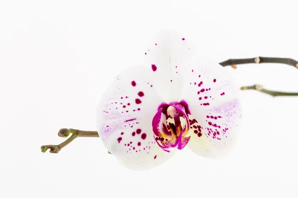 Bela flor de orquídea doméstica . — Fotografia de Stock