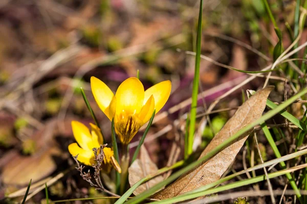 Schöne Frühling gelbe Blumen. — Stockfoto