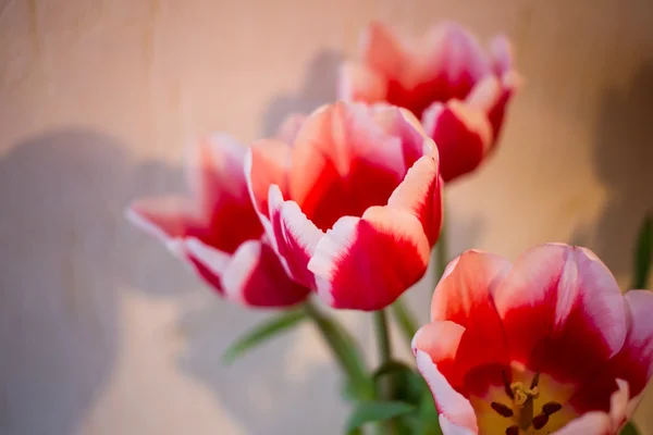 Piękne czerwone tulipany. — Zdjęcie stockowe