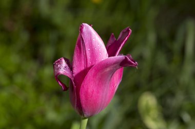 Lale çiçek Çiy damlaları