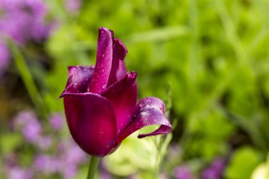 Lale çiçek Çiy damlaları