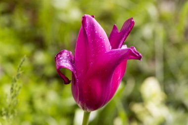 Lale çiçek Çiy damlaları