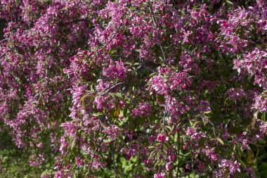 Çiçekli leylak çalısı