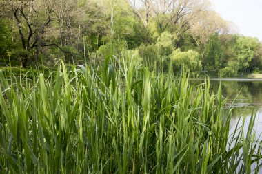 Bulrush genç yeşil sürgünler.