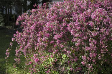 Çiçekli leylak çalısı