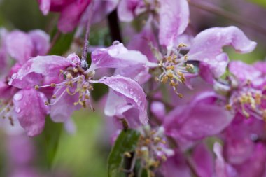 Çiçekli leylak çalısı