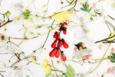 çiçek desenli porselen tabakta.