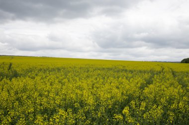 Kanola alan bulutlu gün