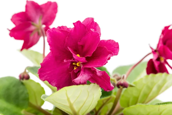 Violet flowers in pot — Stock Photo, Image